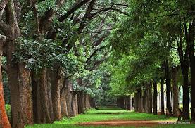 Cubbon Park